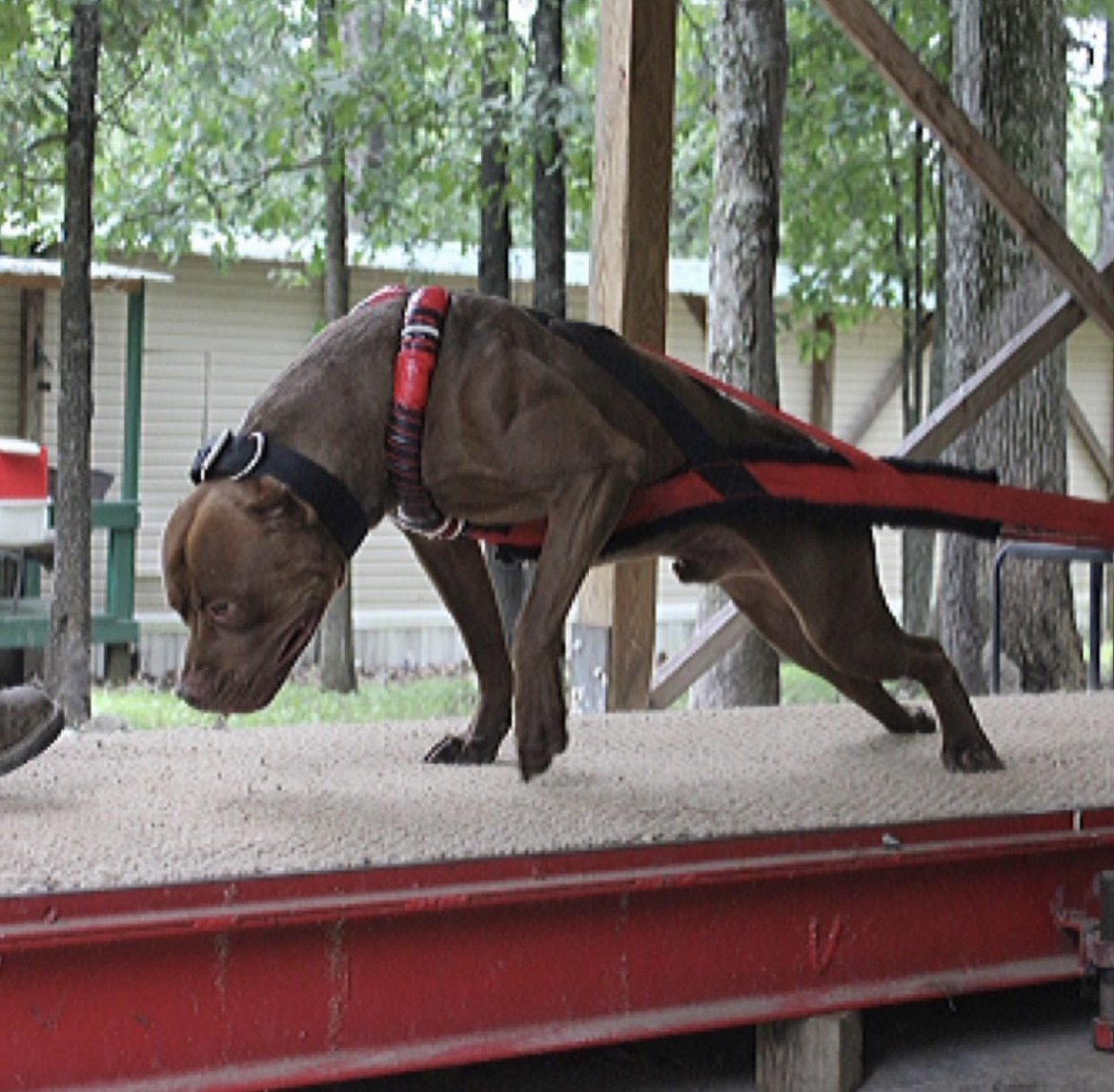 Males American Bullies Breeder Shipping Worldwide Sin City Pits