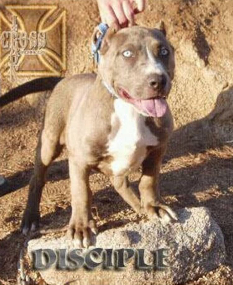 Iron cross disciples puppy picture