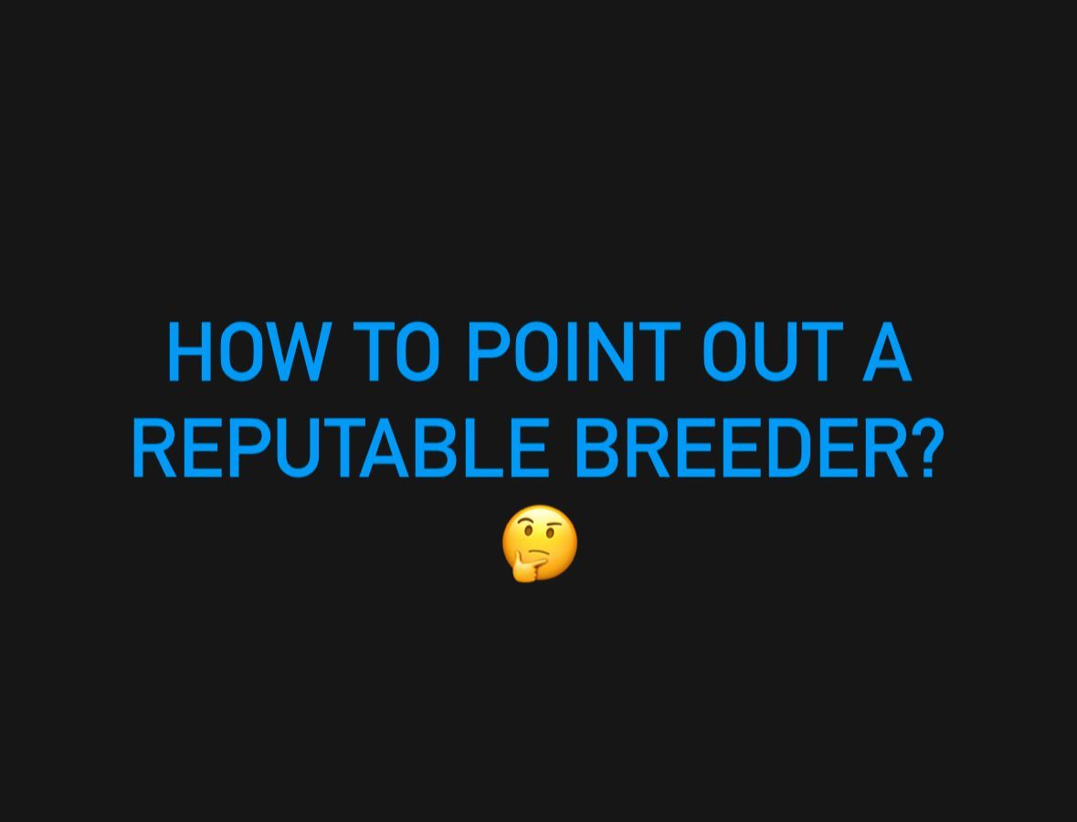 Checklist for identifying a reputable dog breeder, featuring health guarantees, clean breeding pract