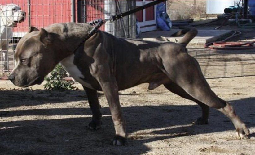 Colossus Sin City Pits