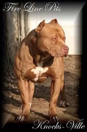 Slayer Sin City Pits