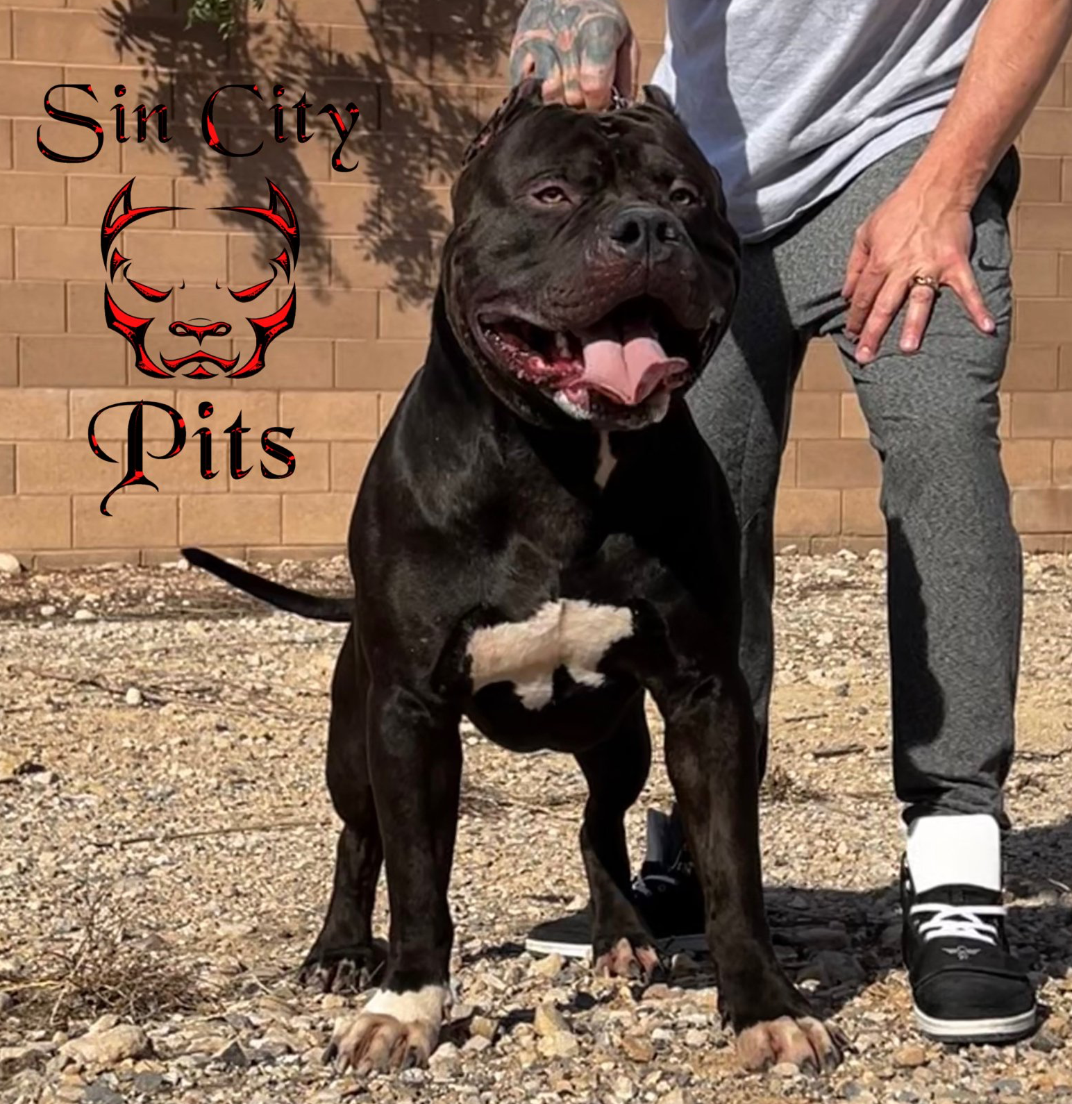 Steel Dragon Sin City Pits