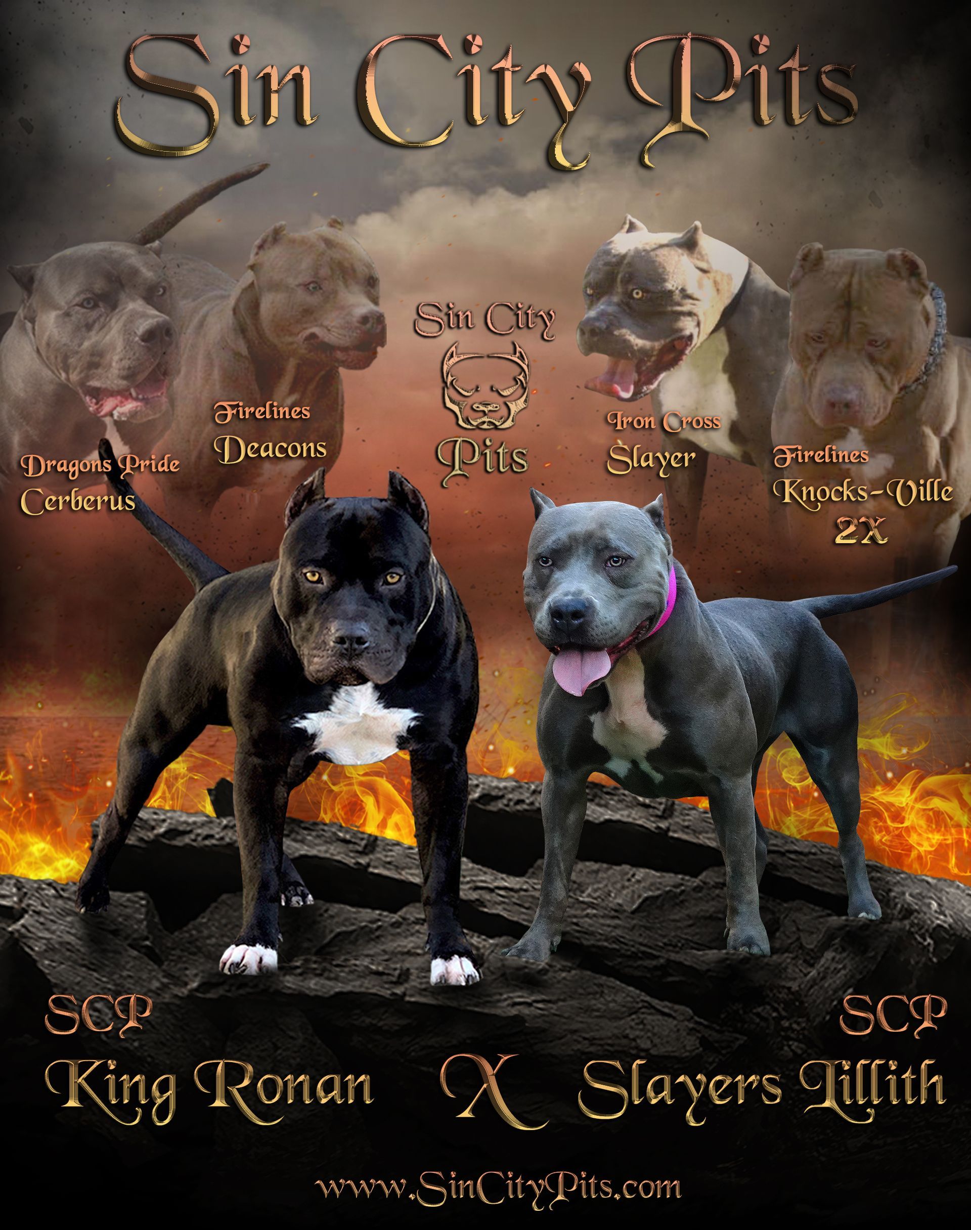 Colossus X Babz Breeding