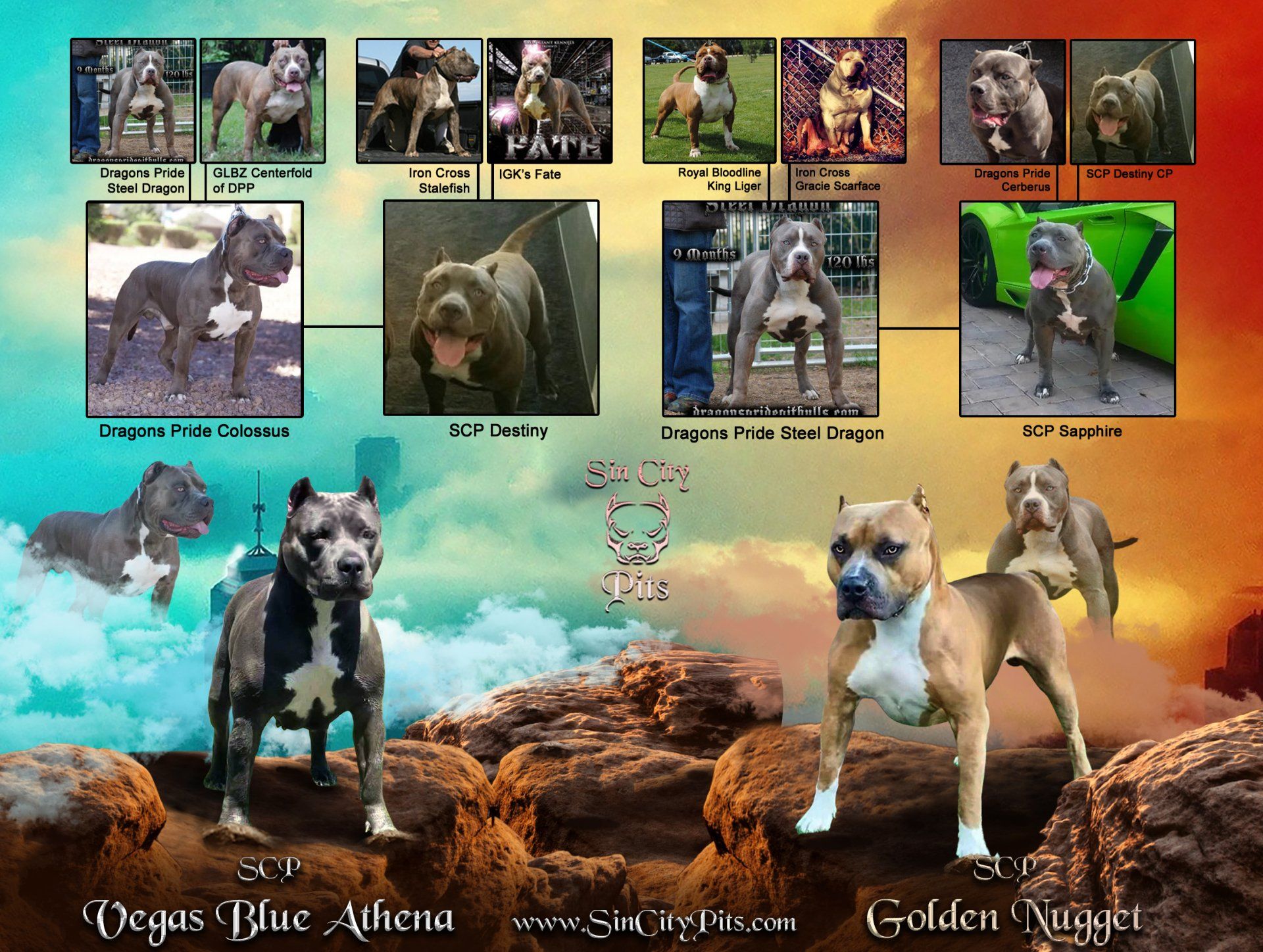Informational image about dual sire litters with two sires and one dam, showing DNA verification, ge