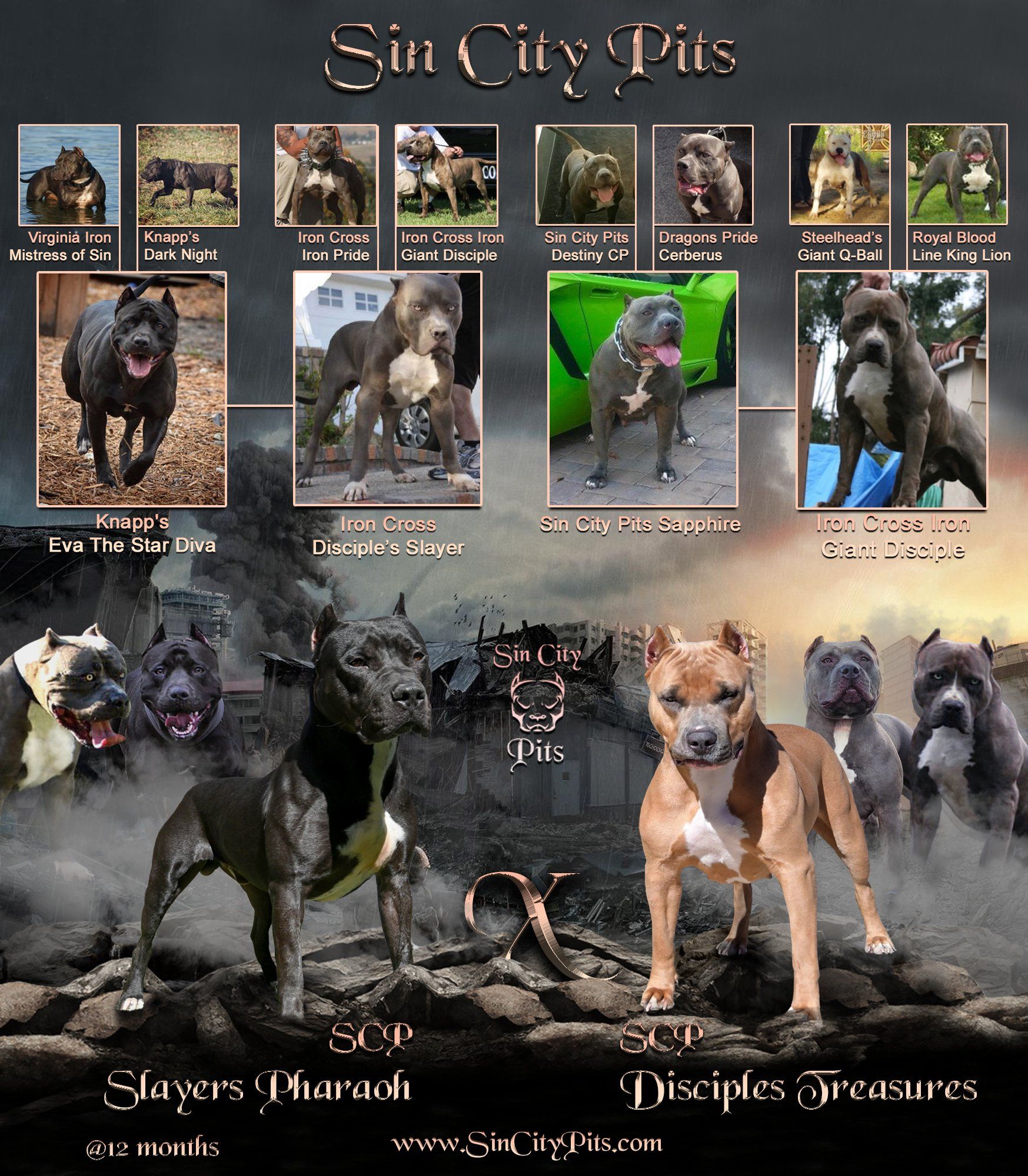 Colossus X Babz Breeding