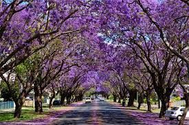 Grafton - Road lined with blooming purple Jacaranda trees.