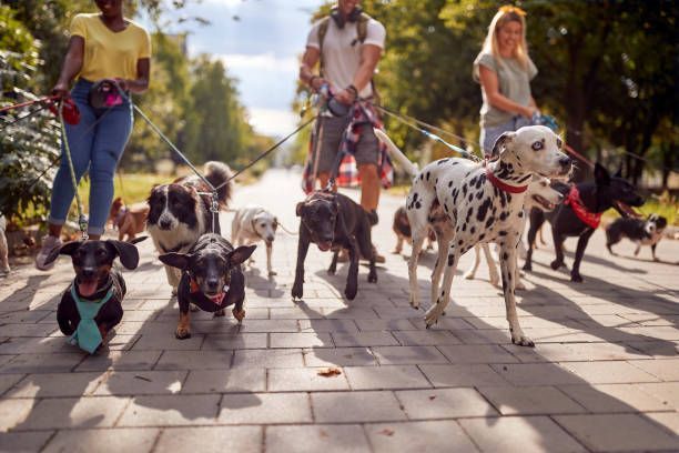 A group of people are walking dogs down a sidewalk.