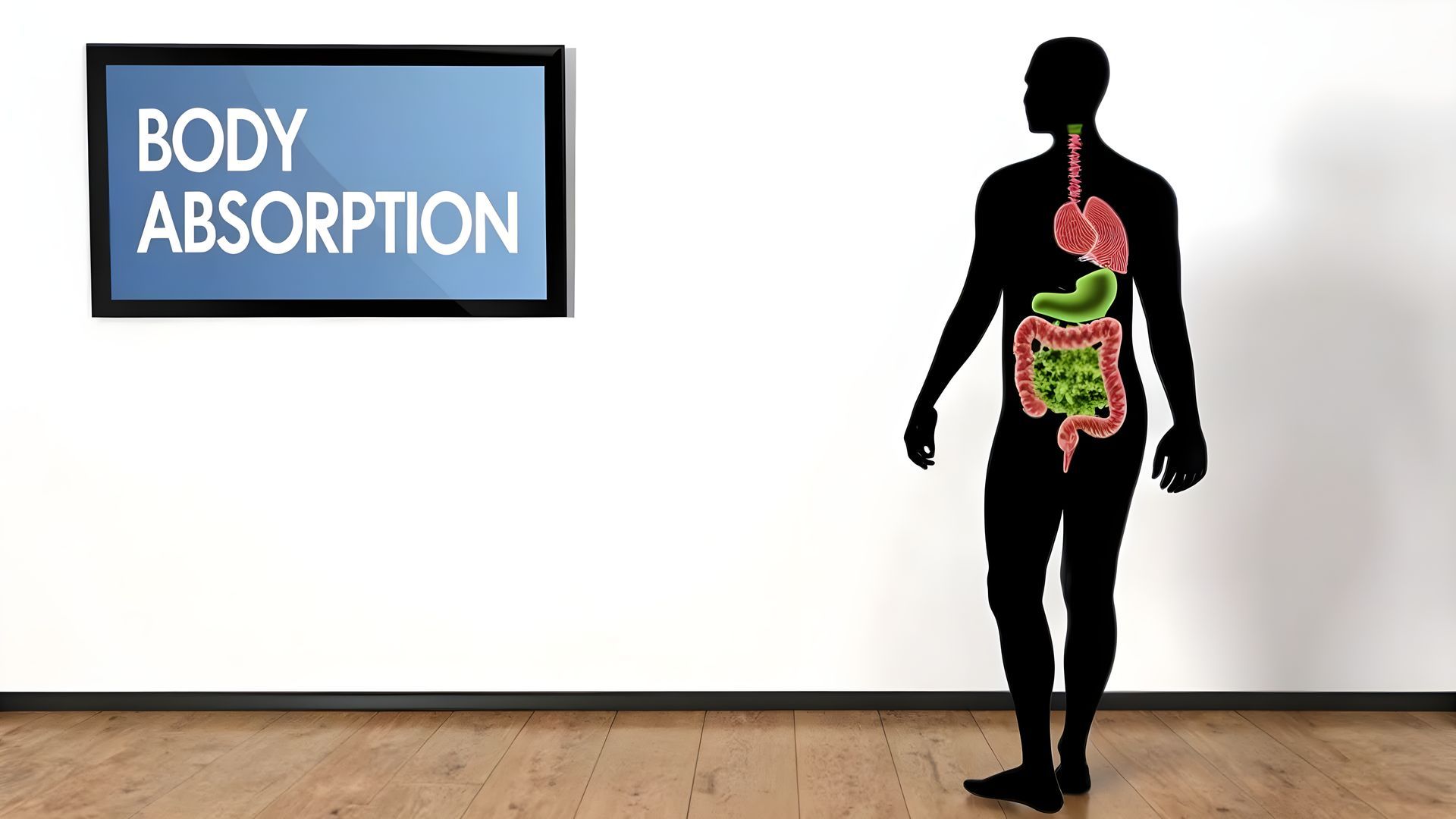 Body absorption sign beside a human silhouette showing digestive organs on a wall display.