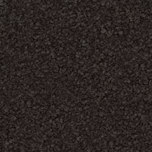 sunrise triexta carpet