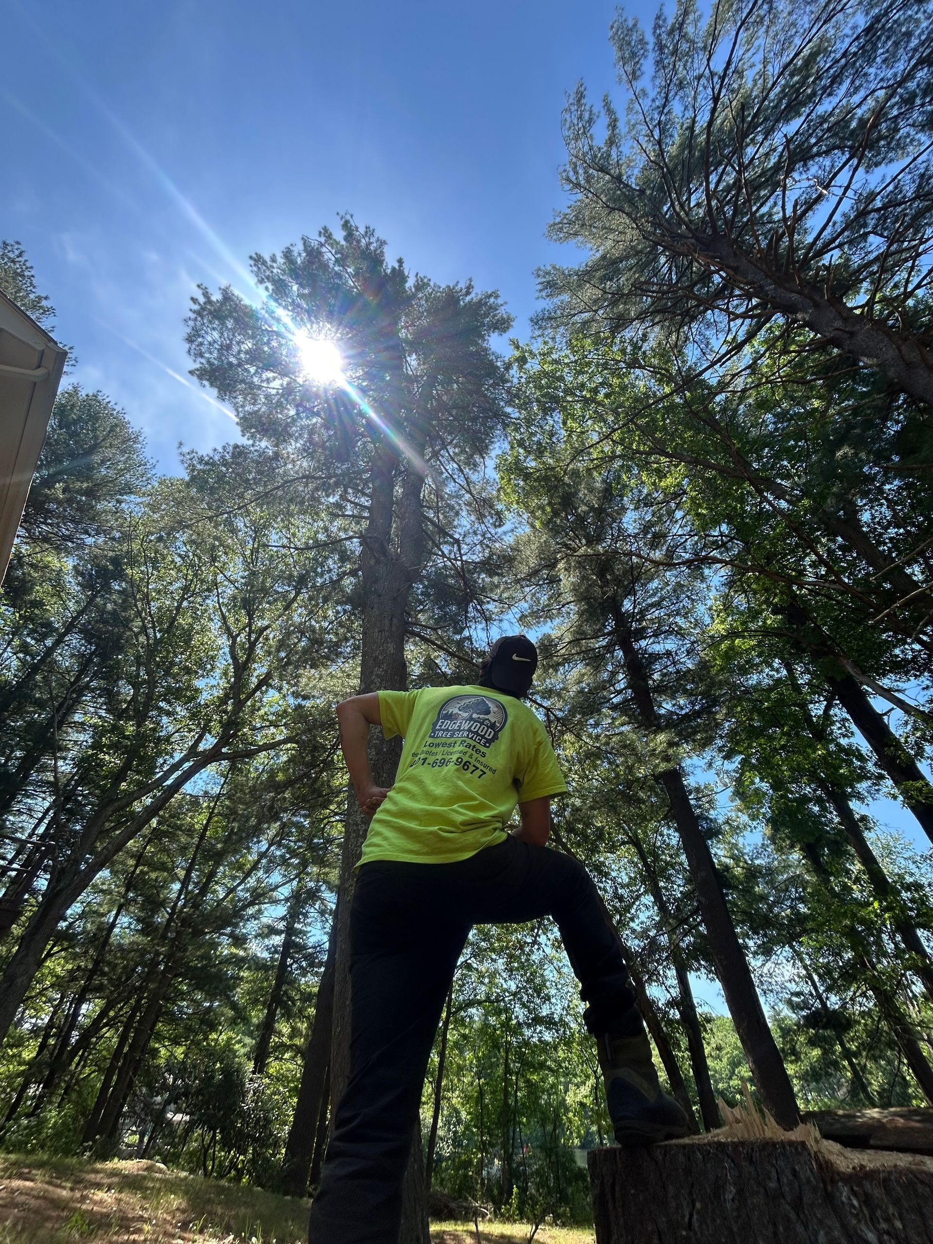 Person in a neon yellow shirt standing on a rock in a wooded area, looking up at the sun through tall trees