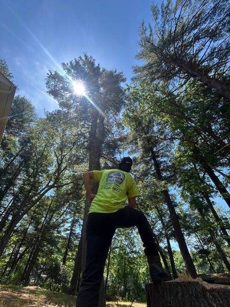 Person in a neon yellow shirt standing on a rock in a wooded area, looking up at the sun through tall trees