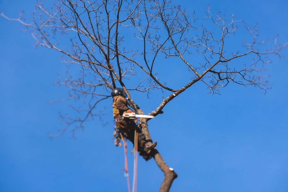 Worker pruning a tree against a clear blue sky