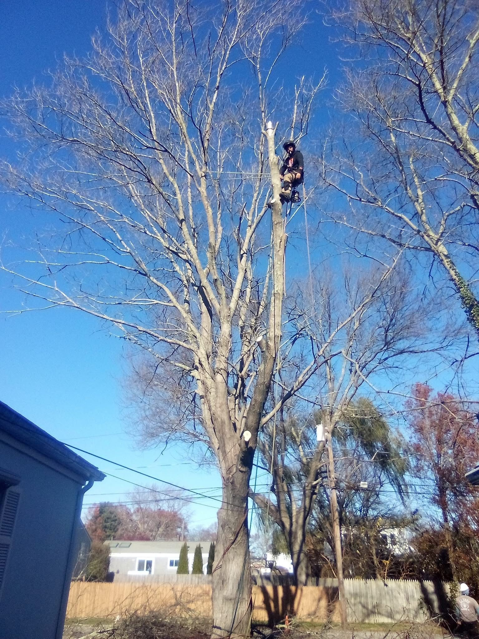 Person climbing a tall tree with a ladder in a yard under a clear blue sky