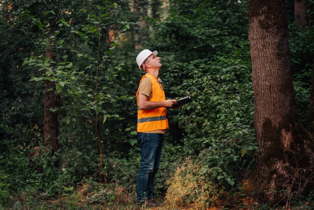 Person in a hard hat and orange vest standing in a forest, looking up at a tree
