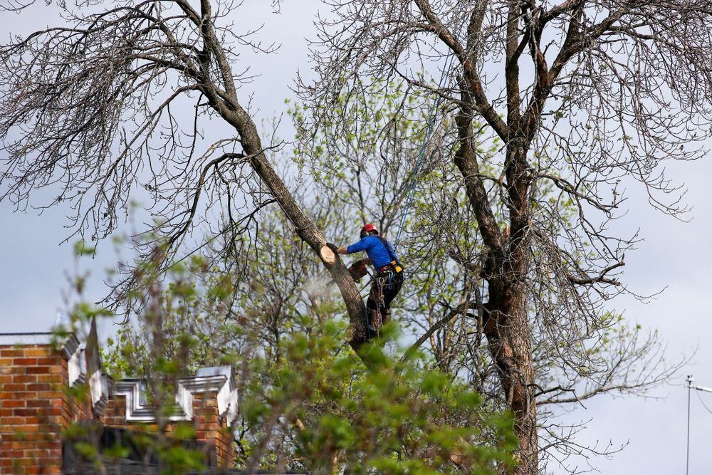 Arborist in blue and red gear trimming a tall tree beside rooftops