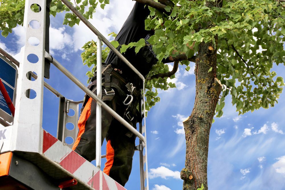 Worker in black and orange gear on a metal lift trimming a leafy tree against a blue sky