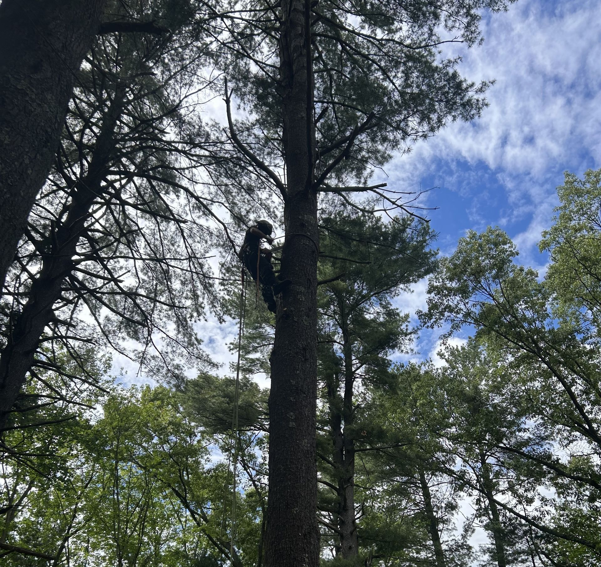 Tall evergreen trees reaching into a blue sky with scattered clouds.