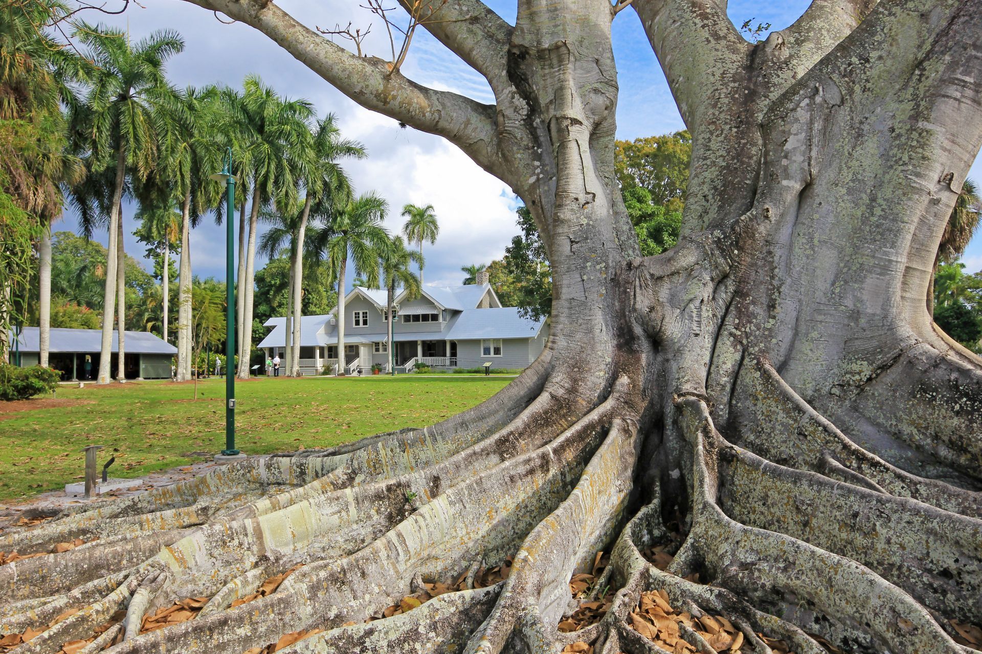 Large tree with exposed roots in front of a house, palm trees in the background. Green lawn, blue sky.