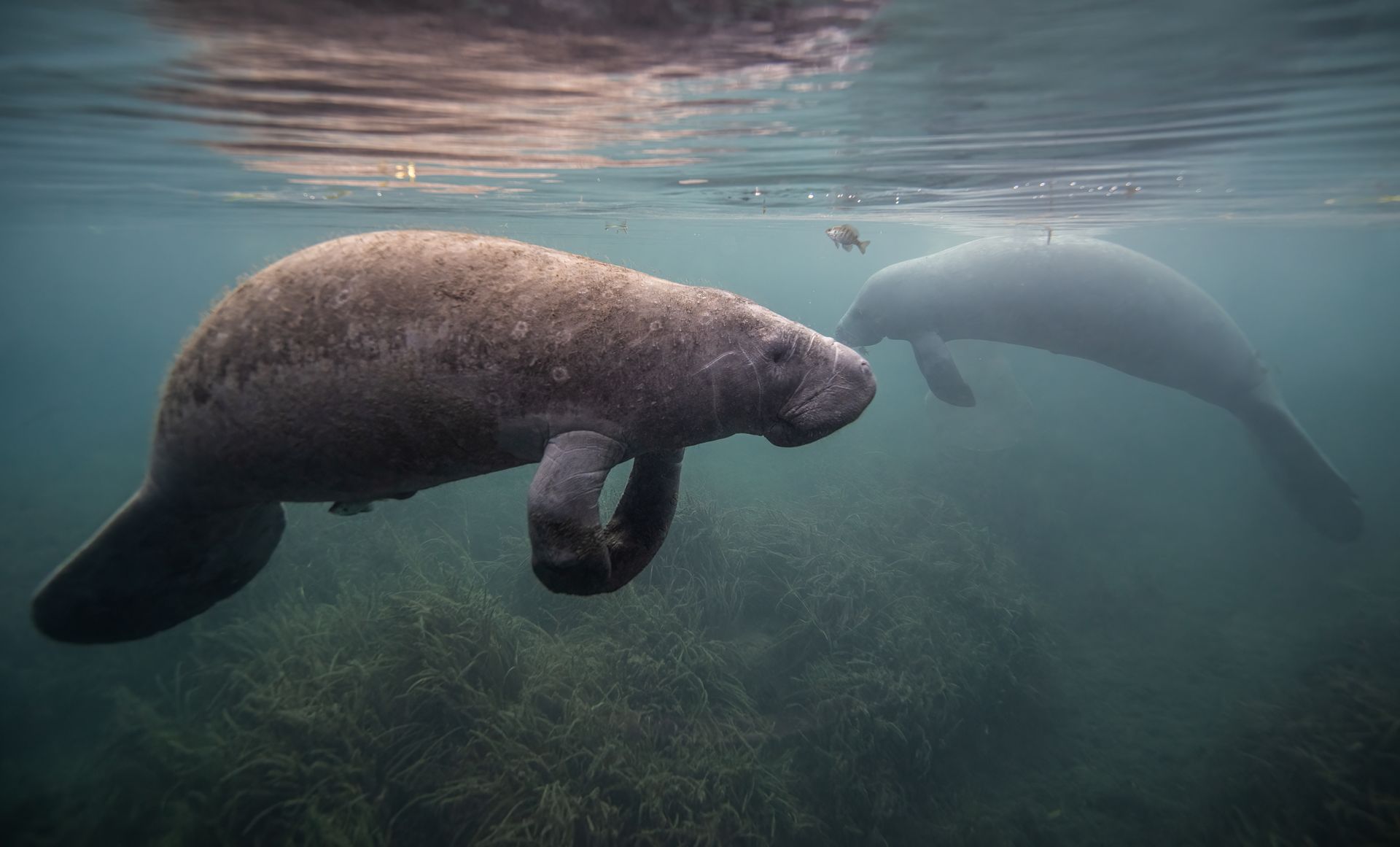 Two manatees swim underwater near green sea grass.