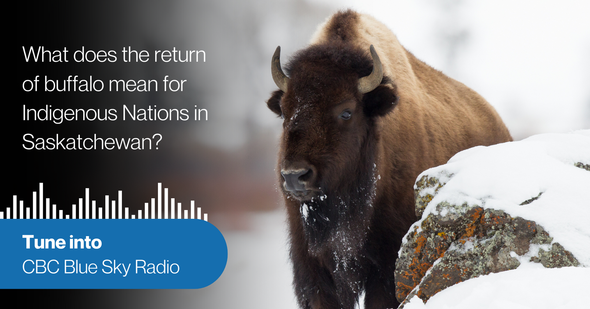 Return of the Buffalo