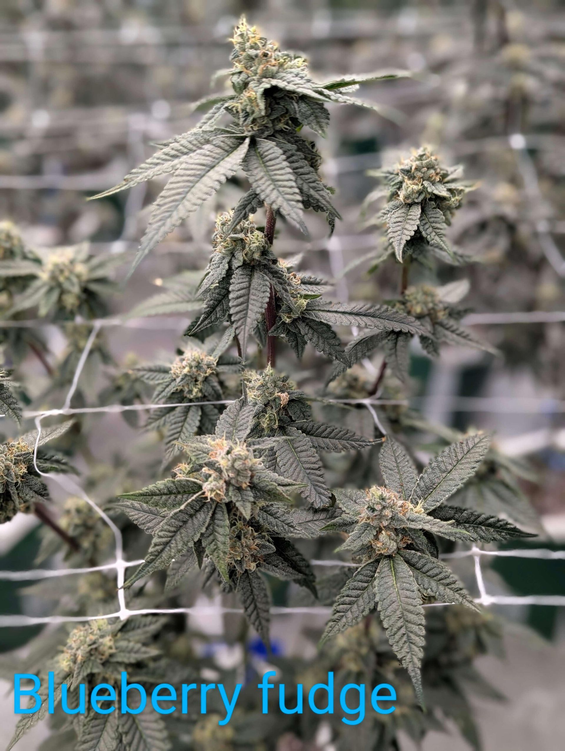 A cannabis plant with dark green leaves and developing buds, growing through a white support trellis.