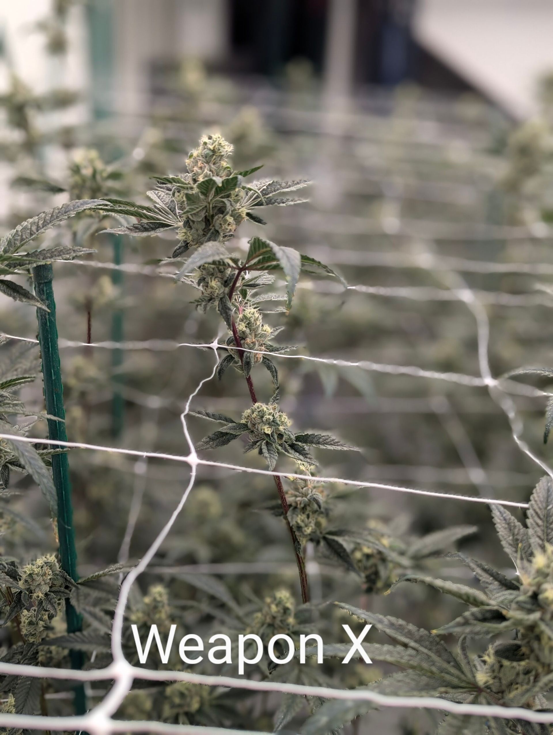 Weapon X cannabis plant growing through a white trellis netting in an indoor garden.