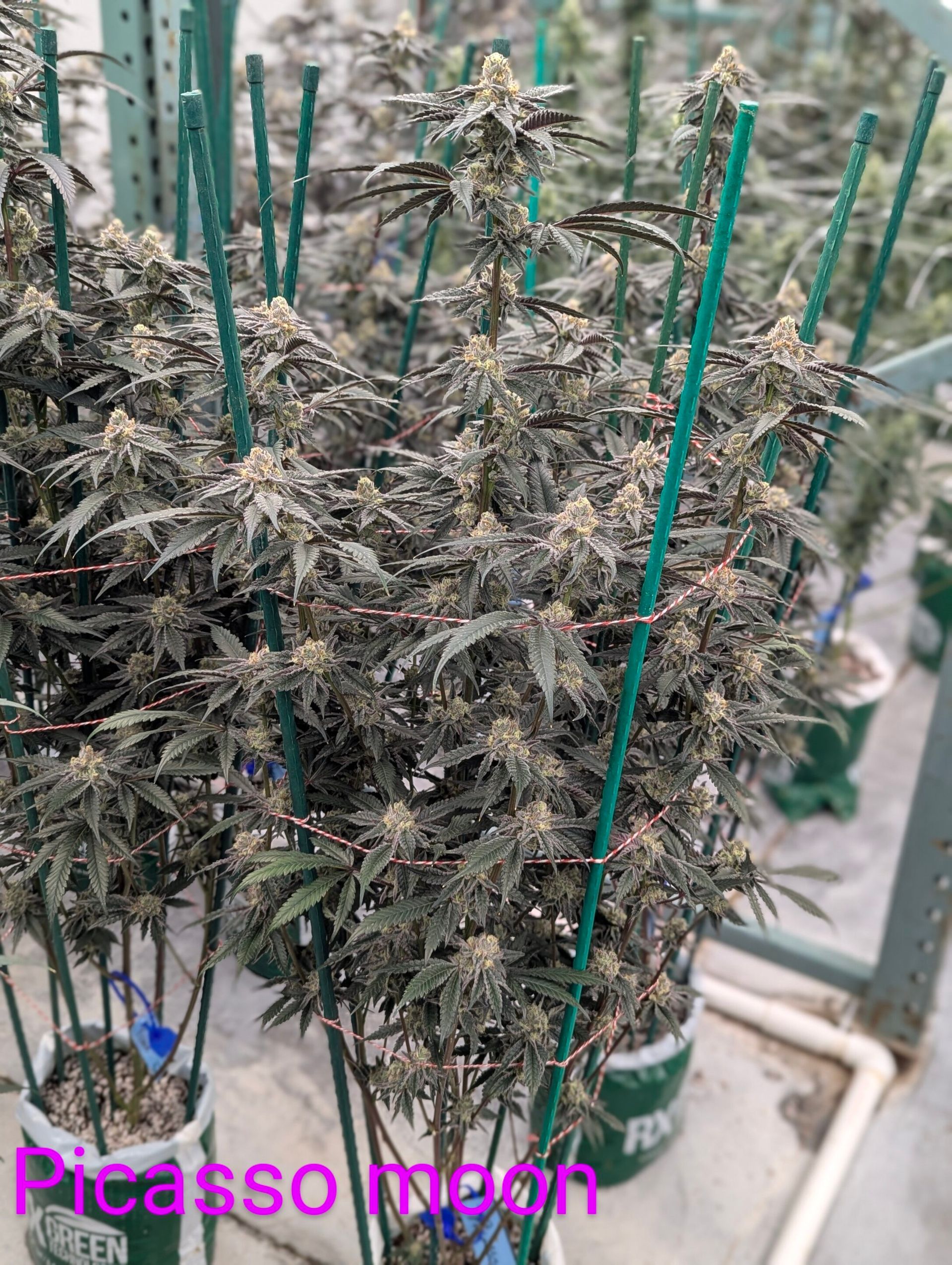 Flowering cannabis plants with dark foliage and resinous buds supported by green stakes in a greenhouse setting.