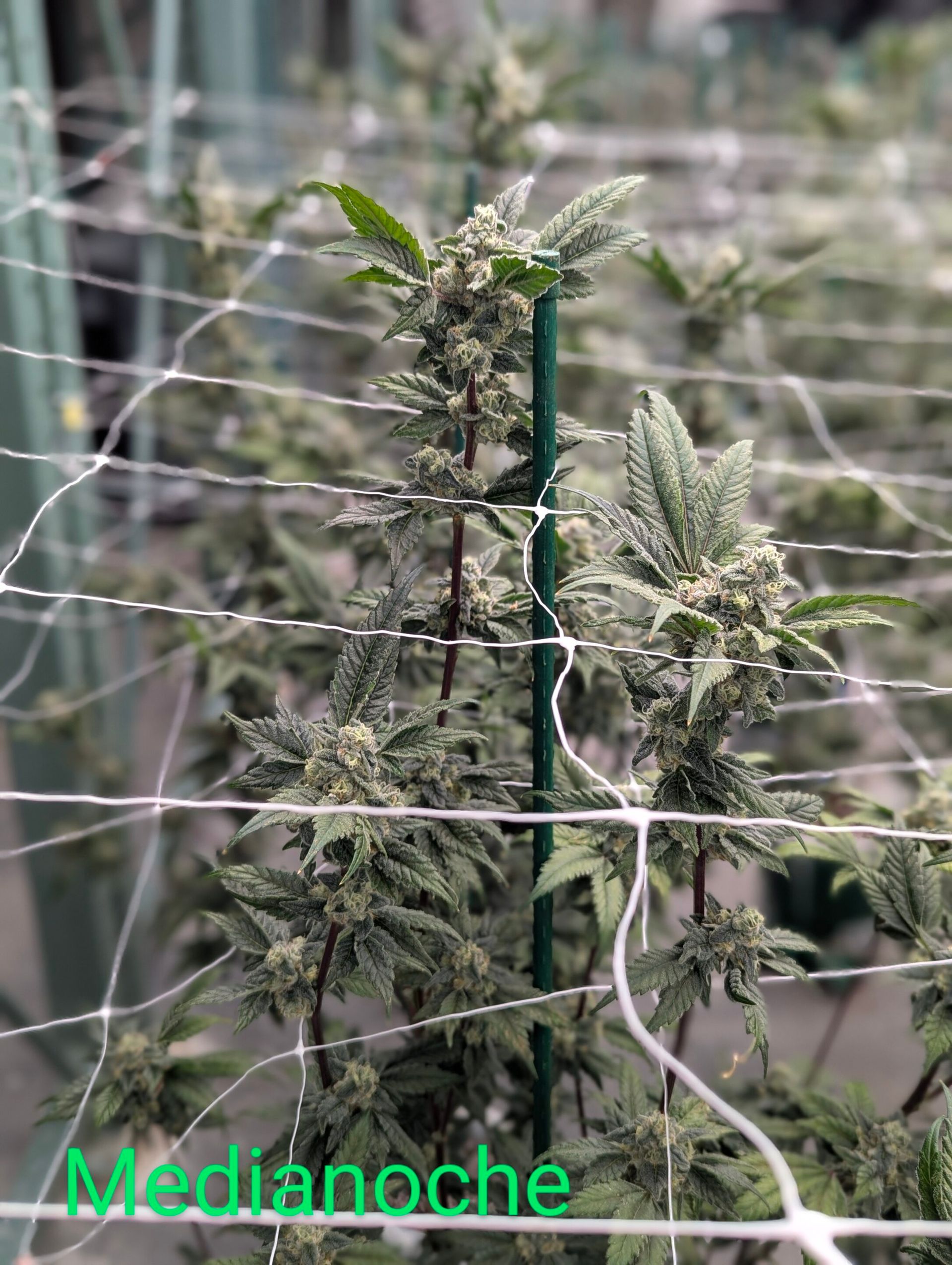 A cannabis plant with dark green buds growing through a white support trellis, with