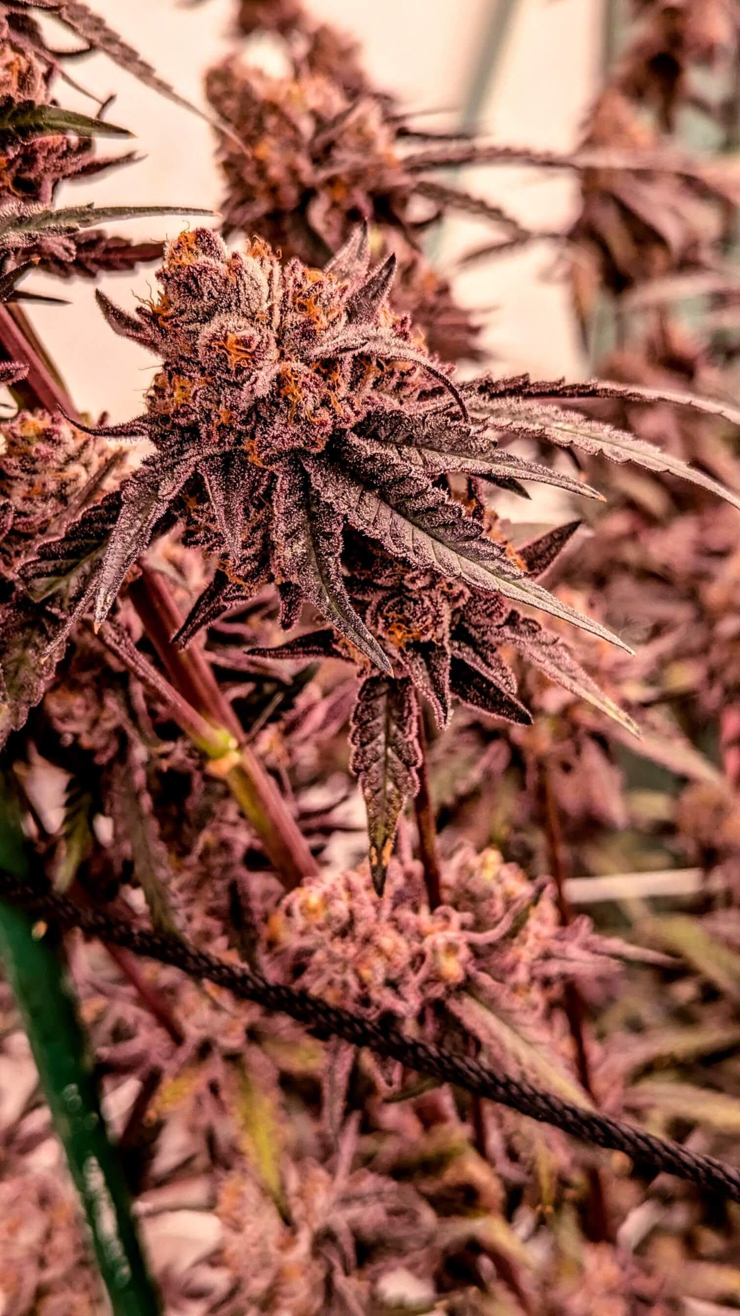 Close-up of dense, frost-covered cannabis buds with deep purple and orange hues growing in an indoor environment.