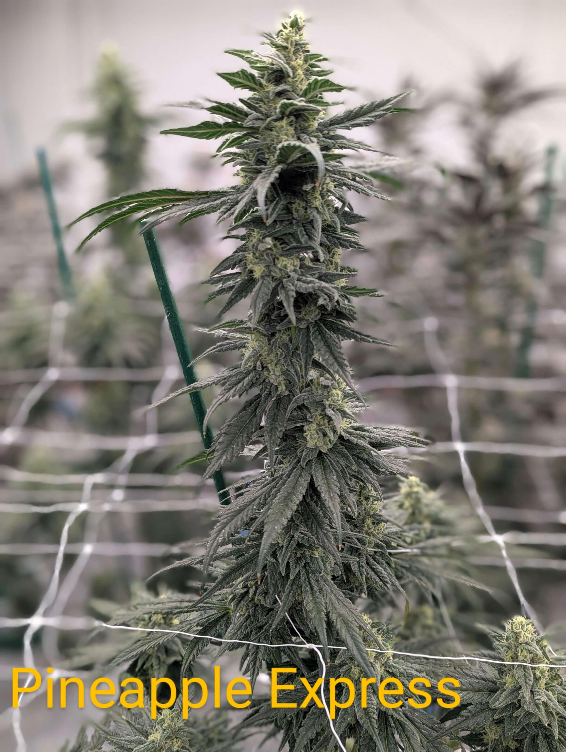 A Pineapple Express cannabis plant growing in an indoor facility with a white trellis support net.