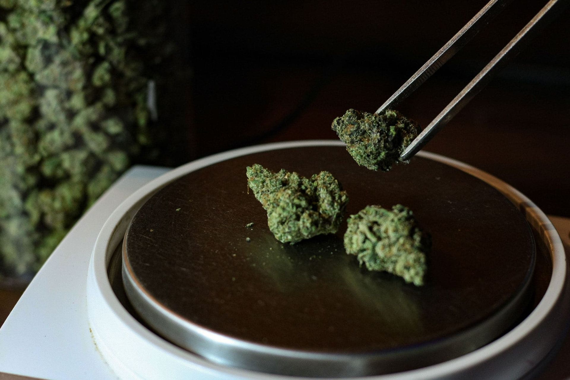 Metal tweezers hold a cannabis bud over a digital scale with two other buds on the platform and a container in the back.