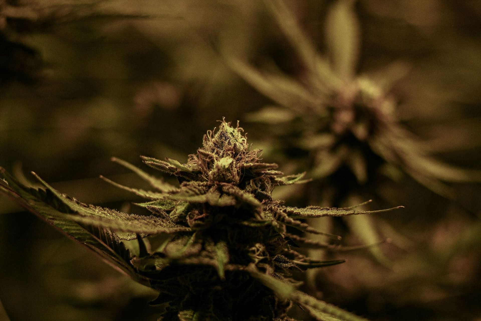 A close-up of a developing cannabis flower with green, textured leaves under warm, dim lighting.