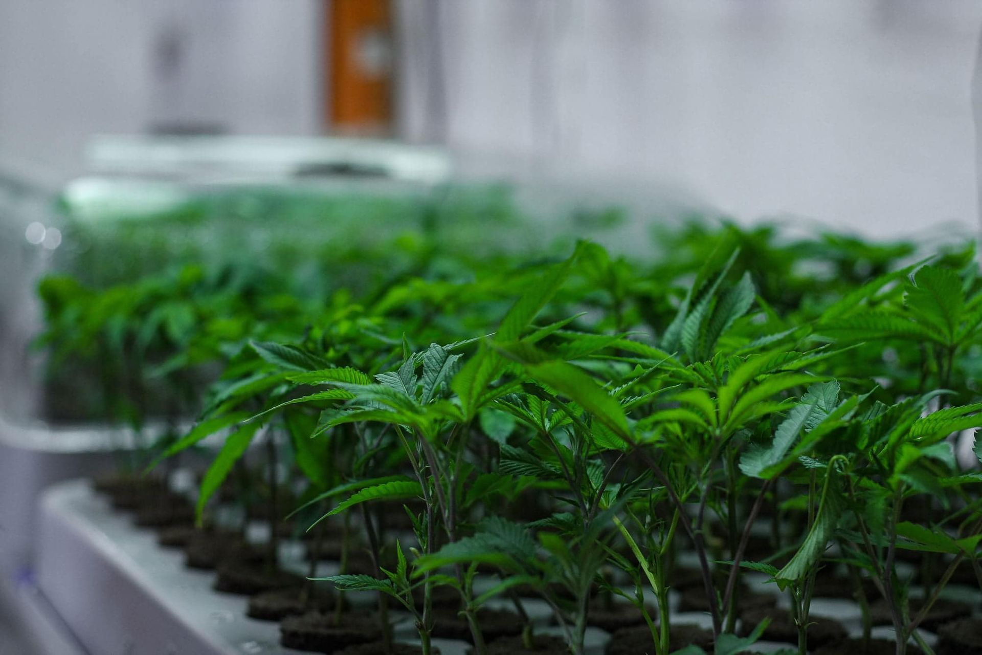 Rows of vibrant green cannabis seedlings growing in small plugs within a tray, under a clear humidity dome.