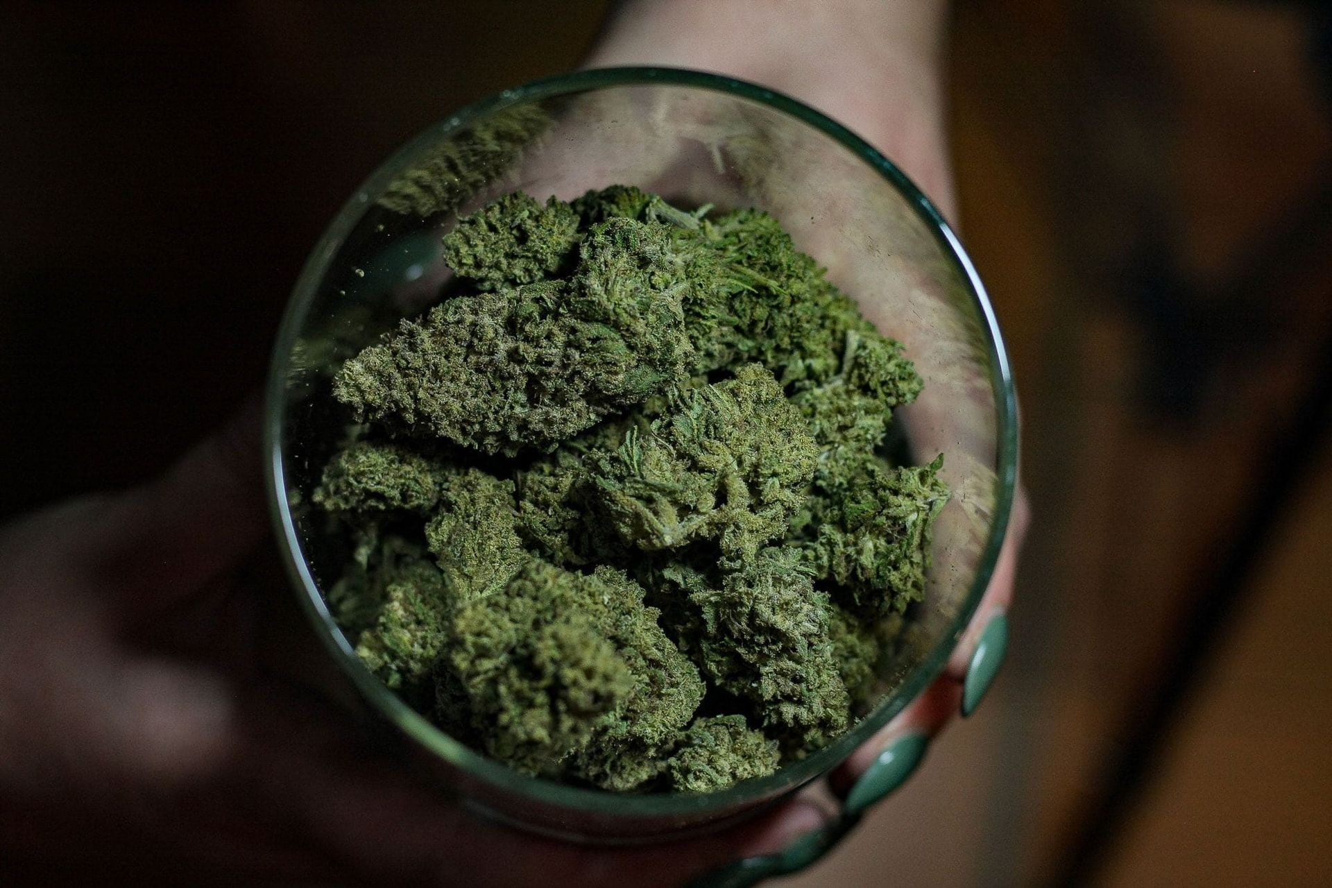 A close-up of a glass held by hands filled with green cannabis buds in a dim, shadowed setting.