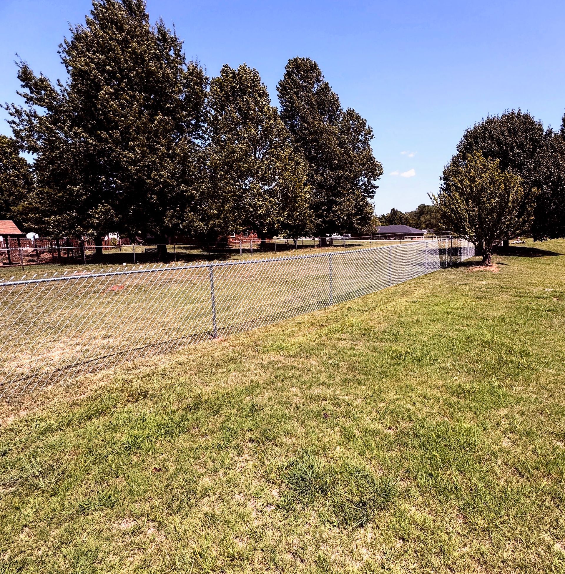 Grassy yard with a chain-link fence, trees, and houses under a clear blue sky.
