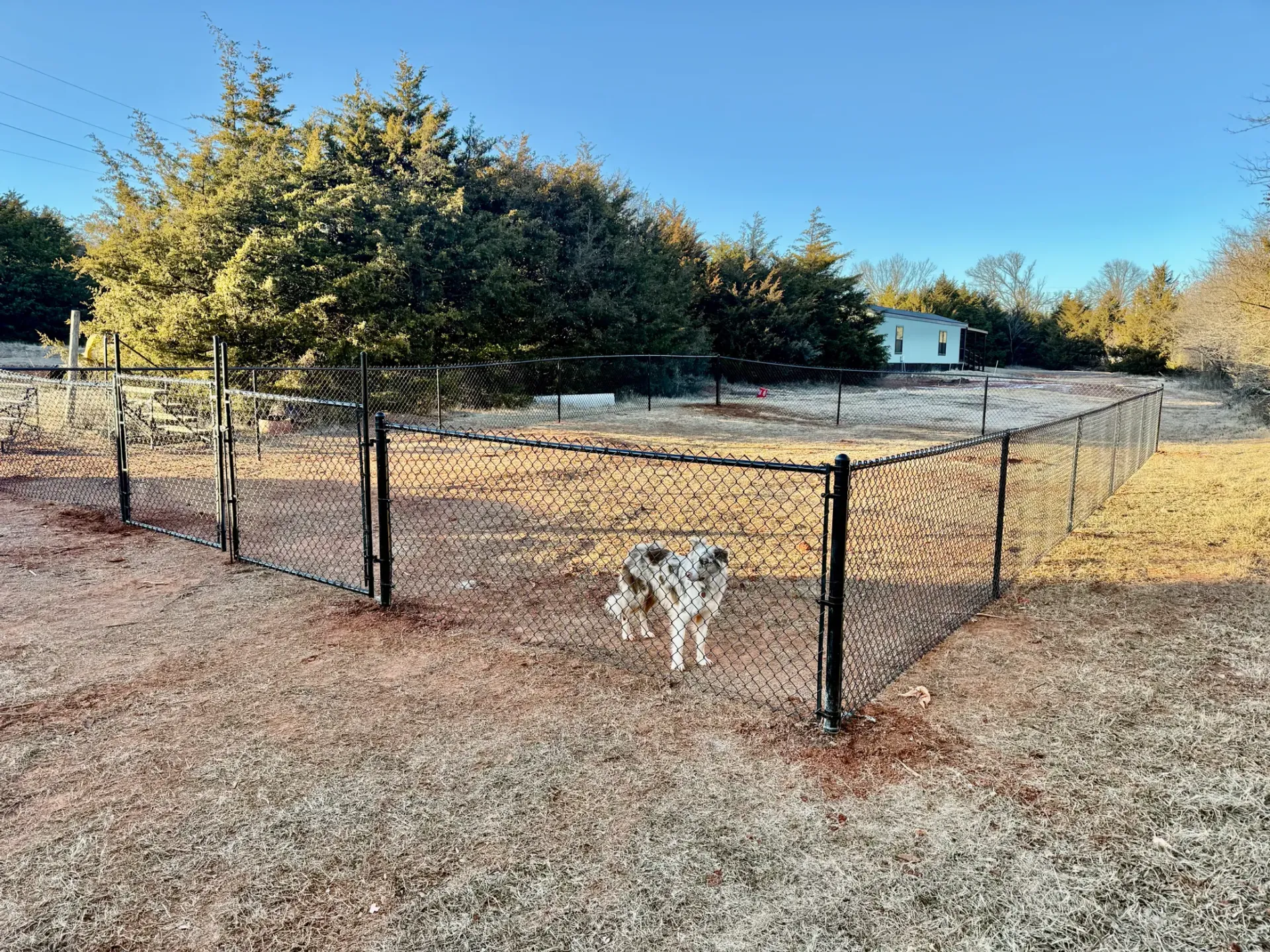 A dog is standing in a field behind a fence.