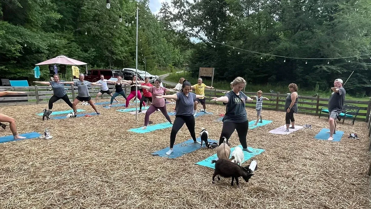 A group of people practicing outdoor yoga on colorful mats on a woodchip-covered field while goats walk among them.