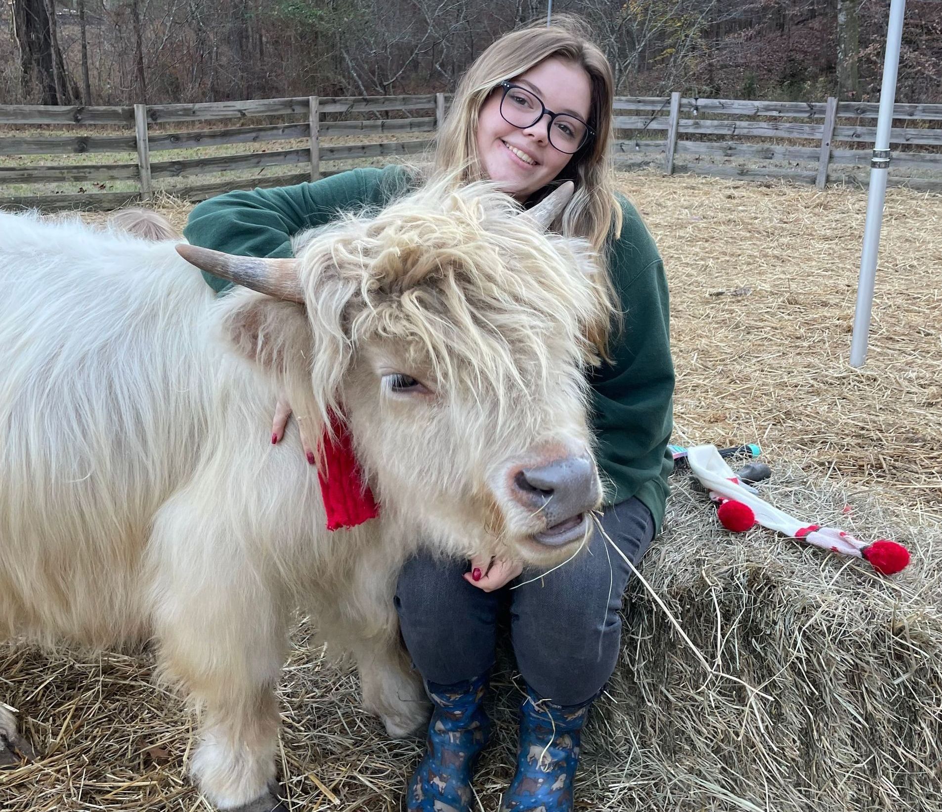 A woman is sitting next to a white cow on a bale of hay.