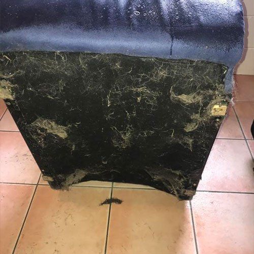 Pest Control — Cairns, QLD — Big Red Carpet Shampooing Pest Control — Cairns, QLD — Big Red Carpet Shampooing