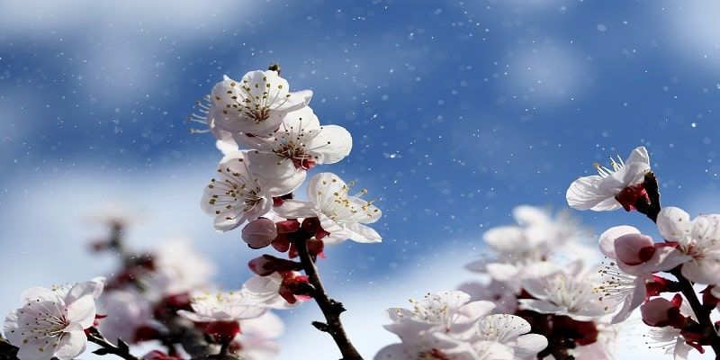 A close up of a tree branch with white flowers against a blue sky.