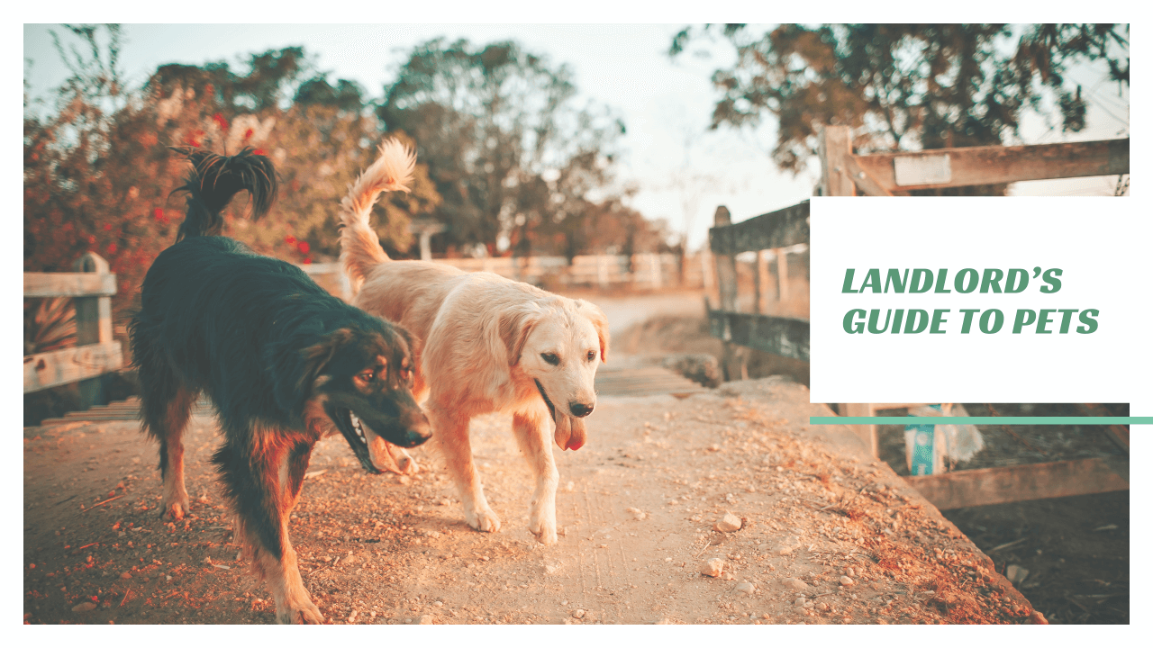 Landlord’s Guide to Pets San Francisco Property Management