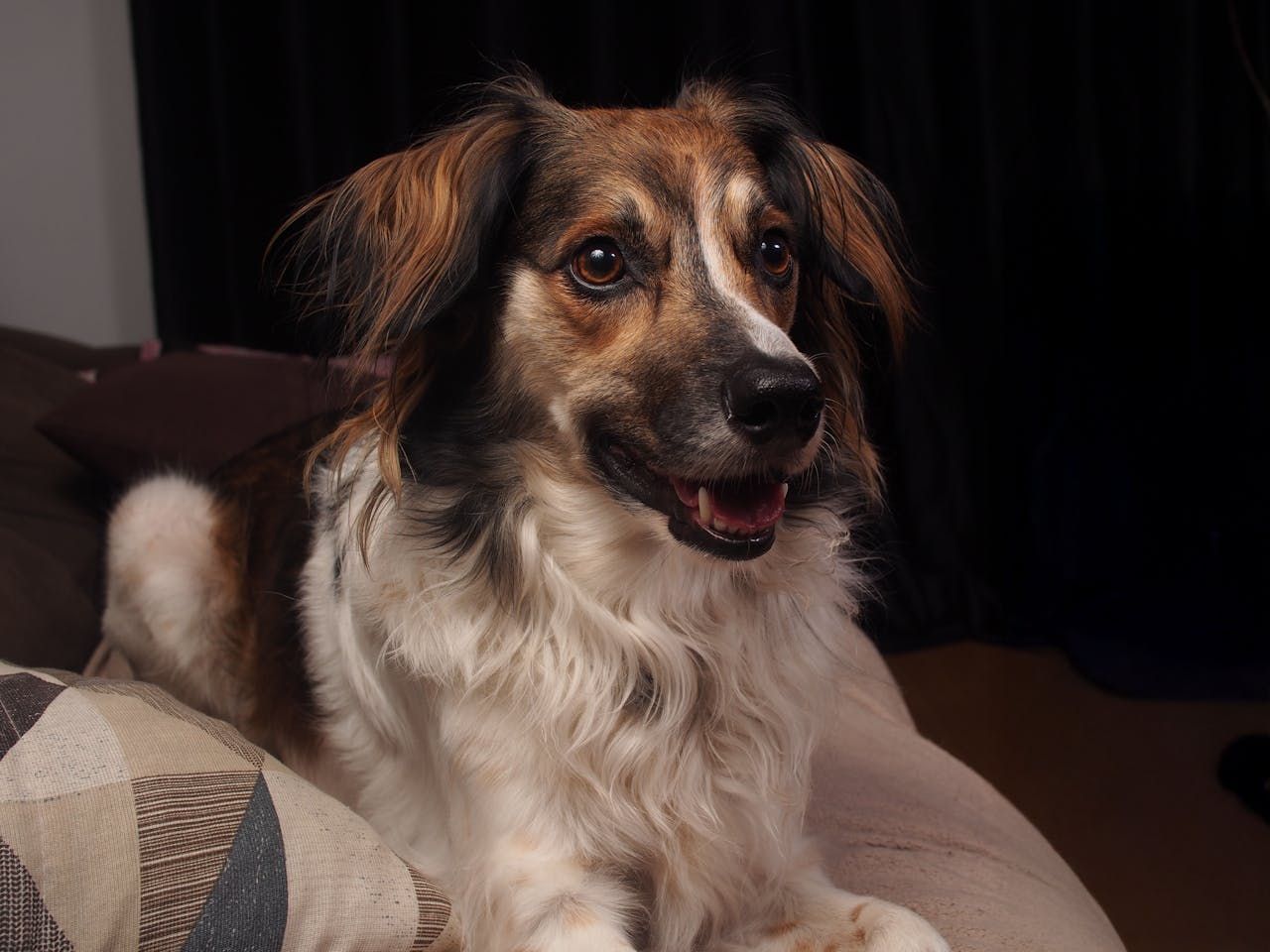 BanCal-Properties-dog-in-home