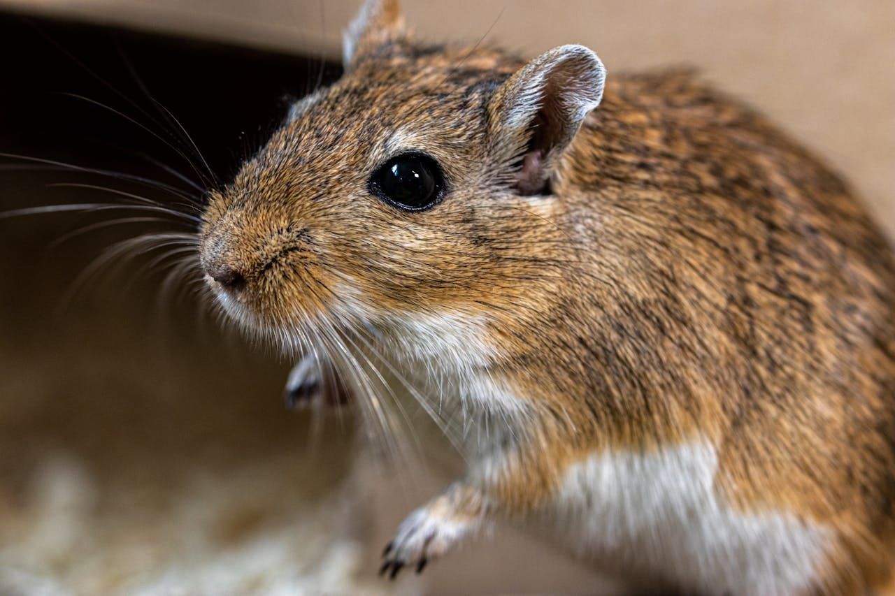 BanCal-Properties-pest-mouse