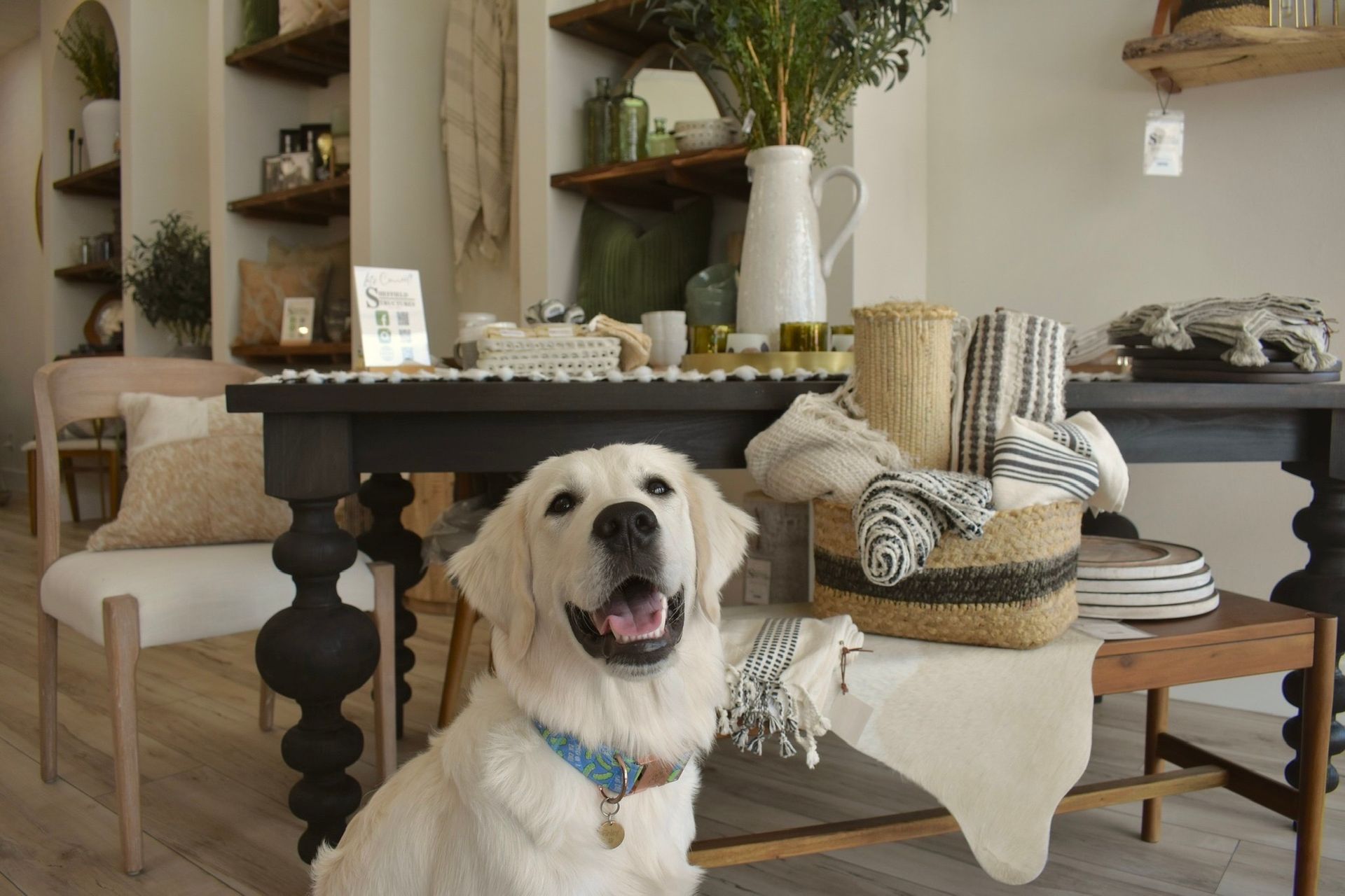 A white dog is sitting in front of a table in a living room.