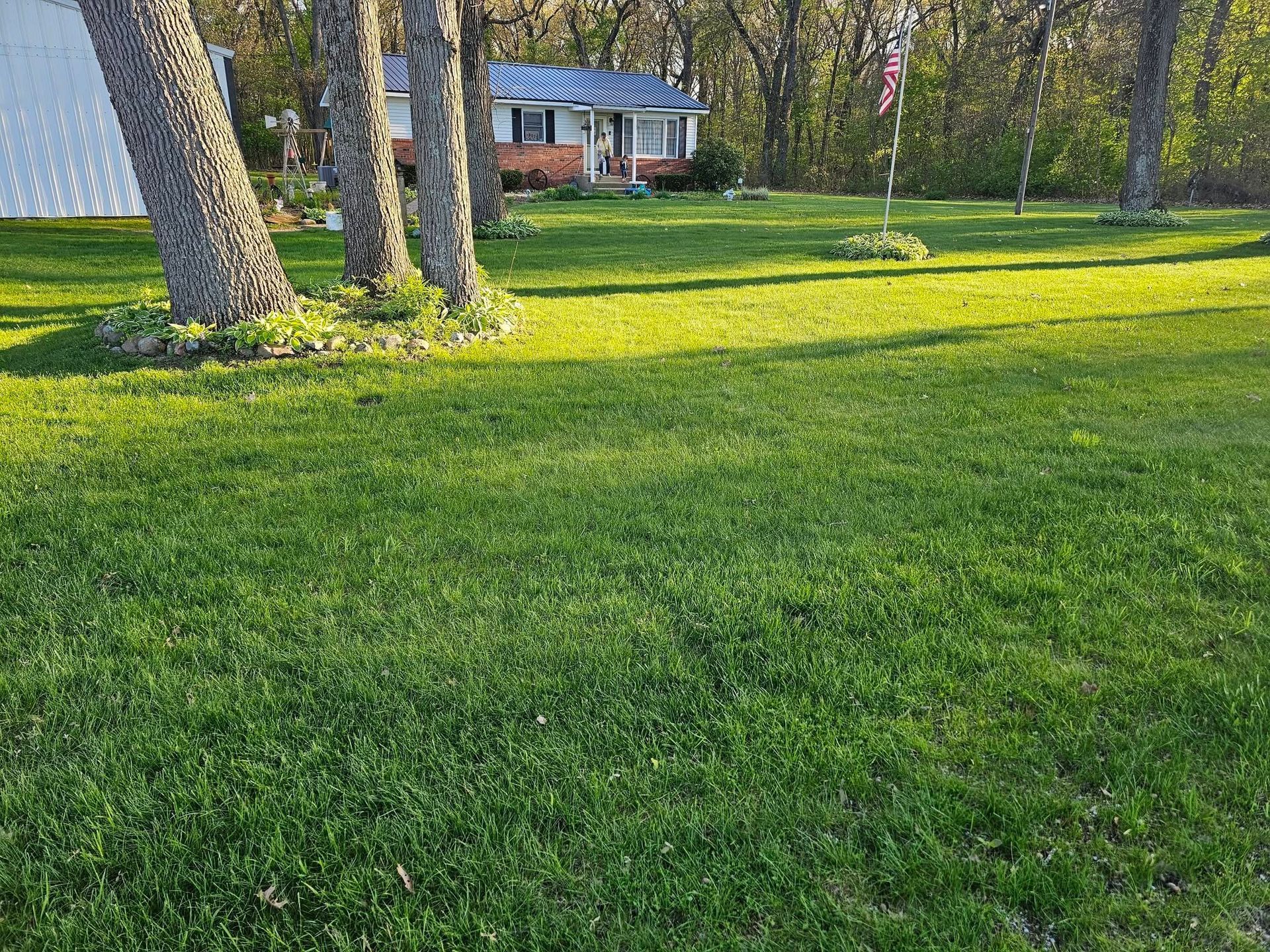 Sunny green yard with trees and a small house in the background