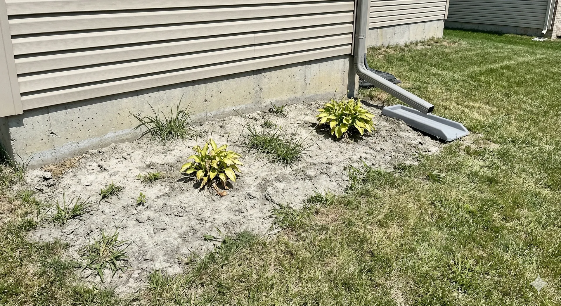 Two small yellow-green shrubs planted beside a house foundation with a downspout and patchy grass.
