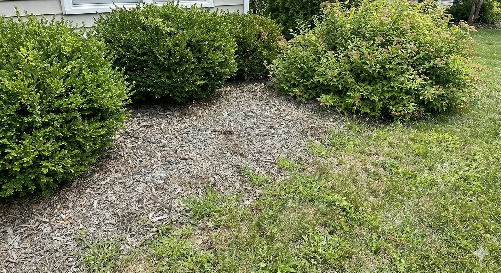 Gravel path bordered by green shrubs and grass in a landscaped yard