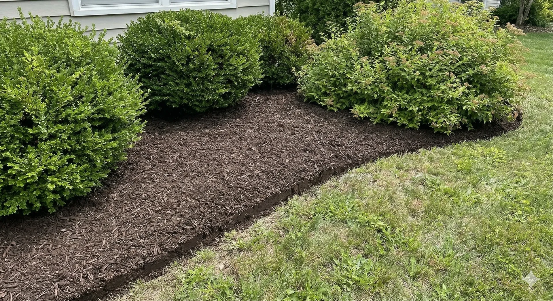 Mulched garden bed with green shrubs bordering a lawn and house foundation