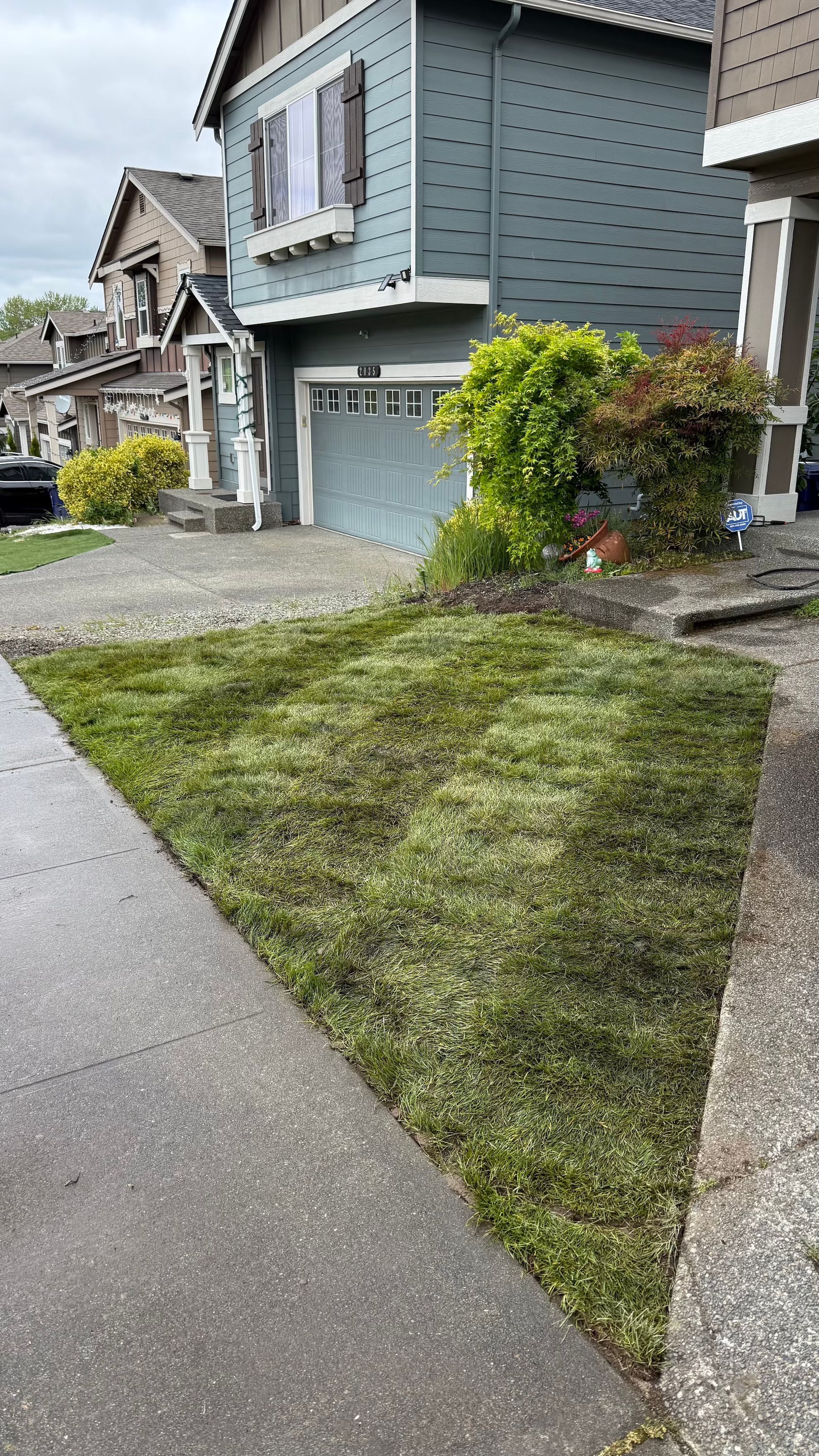 Lawn in front of a blue house, next to a concrete sidewalk. Overcast sky.
