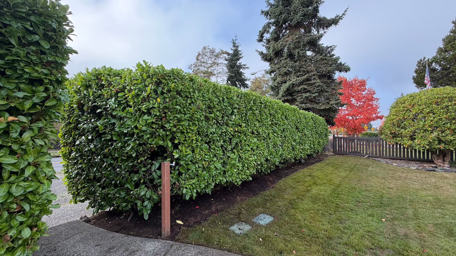 Lush green hedge in a garden, with a red tree and brown fence in the background under an overcast sky.